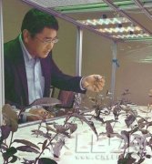 日本发明LED茶叶栽培法